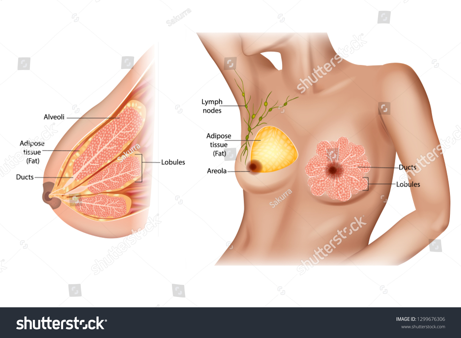 Ilustración médica